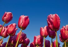 Lale Fotoğrafı Nasıl Çekilir ? Lale Fotoğrafı Nasıl Çekilir