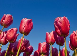 Lale Fotoğrafı Nasıl Çekilir ? Lale Fotoğrafı Nasıl Çekilir