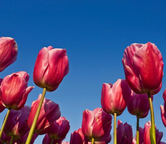 Lale Fotoğrafı Nasıl Çekilir ? Lale Fotoğrafı Nasıl Çekilir