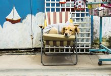 Ayvalık ve Cunda da Ne Yapılır ?